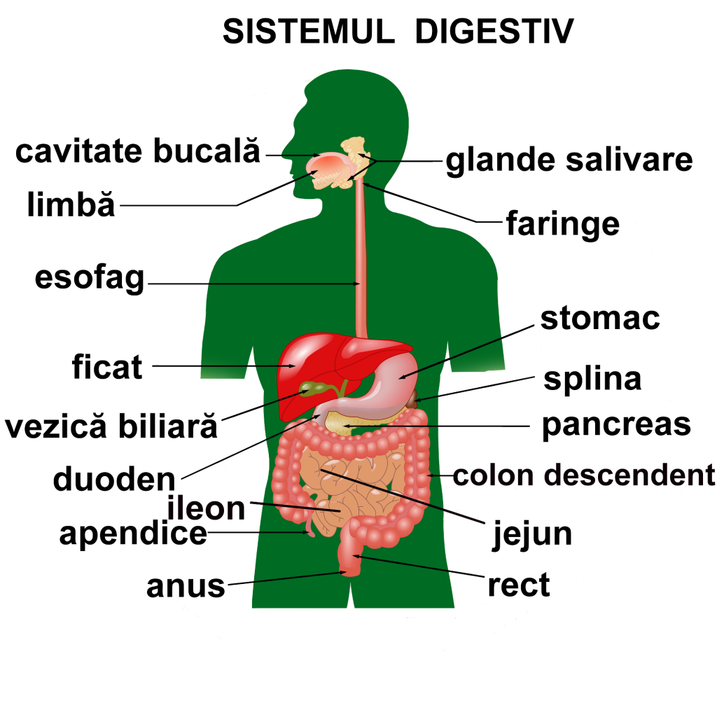 anatomie sistem digestiv